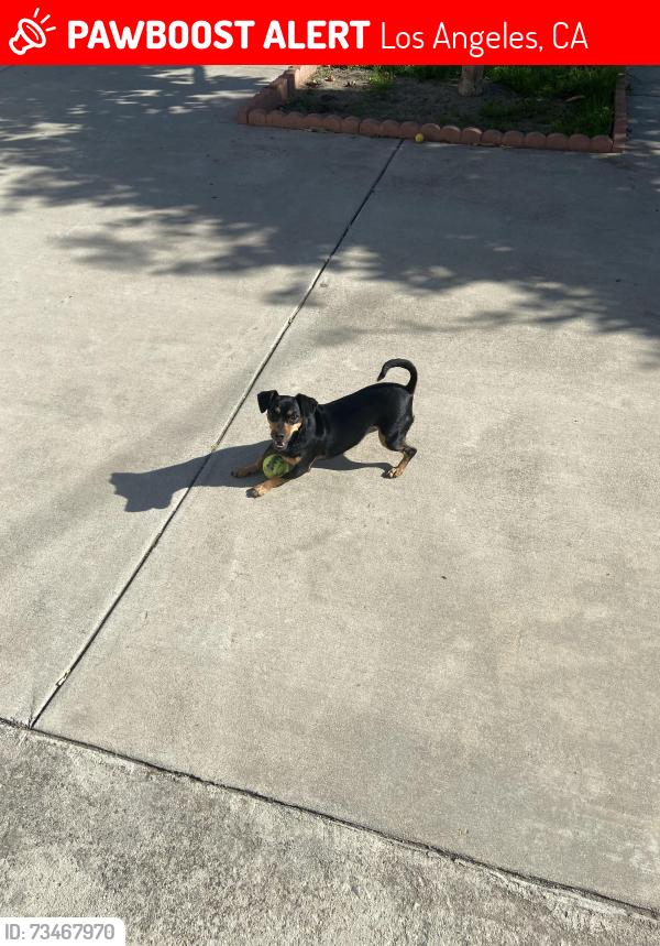 Lost Female Dog last seen Amboy Ave & Remington St, Los Angeles, CA 91331