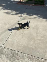 Lost Female Dog last seen Amboy Ave & Remington St, Los Angeles, CA 91331