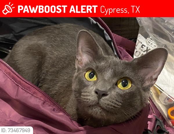 Lost Female Cat last seen Lakewood Forest & Gardens of Lakewood neighborhood, Cypress, TX 77429