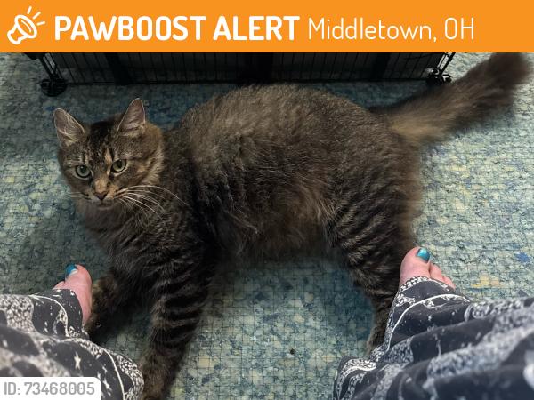 Found/Stray Female Cat last seen Thomas rd and Franklin Madison, Middletown, OH 45042