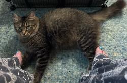 Found/Stray Female Cat last seen Thomas rd and Franklin Madison, Middletown, OH 45042