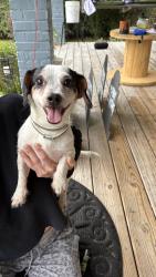 Found/Stray Male Dog last seen Erwin church, Erwin, NC 28339