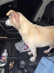 Reunited Unknown Dog last seen By the Family Dollar on Country Club Rd, Garland, TX 75040