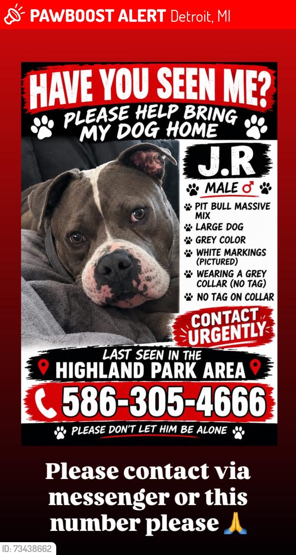 Lost Male Dog last seen Hull street & 7 mile rd, Detroit, MI 48203