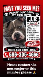Lost Male Dog last seen Hull street & 7 mile rd, Detroit, MI 48203