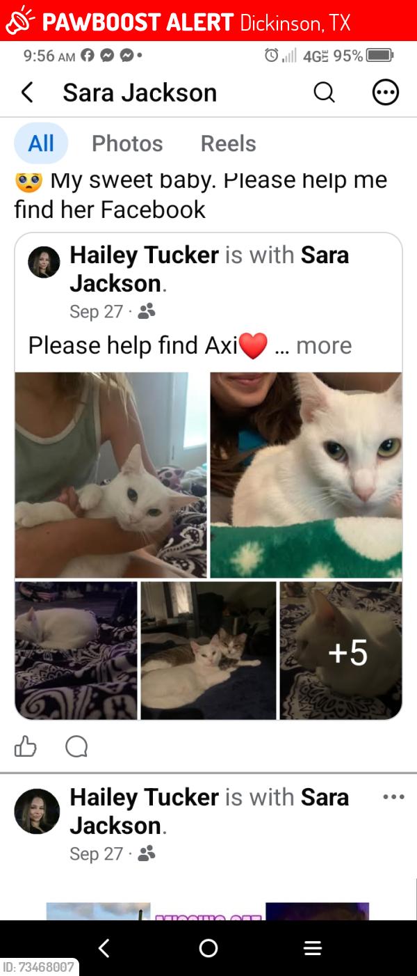 Lost Female Cat last seen Across from Barber Elementary School in Dickinson on hwy 517, Dickinson, TX 77539