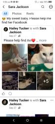 Lost Female Cat last seen Across from Barber Elementary School in Dickinson on hwy 517, Dickinson, TX 77539