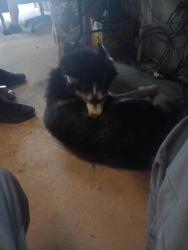 Reunited Female Dog last seen Horseshoe, Fayetteville, NC 28303