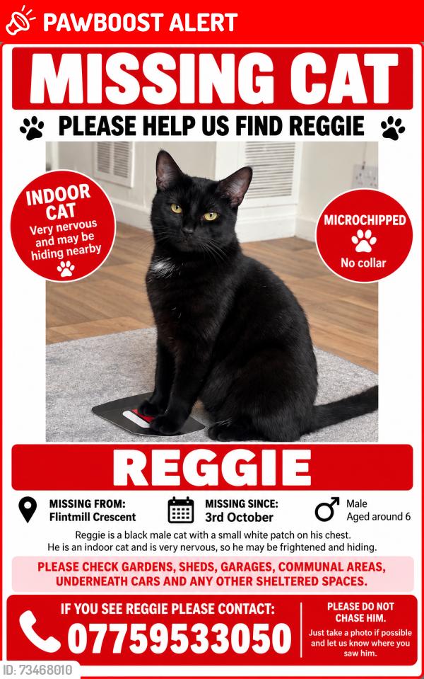 Lost Male Cat last seen Eltham, Greater London, England 