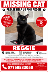 Lost Male Cat last seen Eltham, Greater London, England 