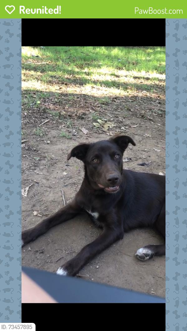 Reunited Female Dog last seen Williams and main, Cleburne, TX 76033