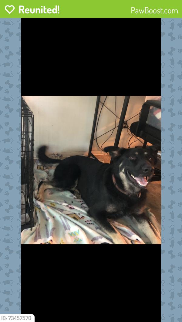 Reunited Male Dog last seen Williams street and main, Cleburne, TX 76033