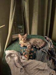 Reunited Male Cat last seen Kilborne, Charlotte, NC 28205