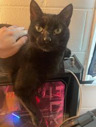 Lost Male Cat last seen Fall Cliff Baptist Church on Cullowhee Mountain Road, Cullowhee, NC 28723