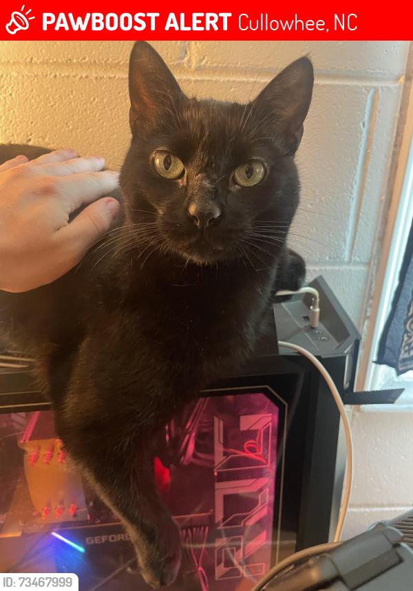 Lost Male Cat last seen Fall Cliff Baptist Church on Cullowhee Mountain Road, Cullowhee, NC 28723