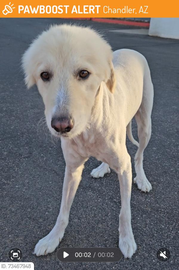 Found/Stray Unknown Dog last seen Near W Elliot Rd., Chandler 85224, Chandler, AZ 85224
