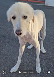 Found/Stray Unknown Dog last seen Near W Elliot Rd., Chandler 85224, Chandler, AZ 85224