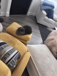 Reunited Male Cat last seen The Villas at Pine Valley - Rawson Rd and Hanging Rock Rd, Boiling Springs, SC 29316