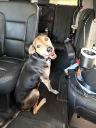 Lost Male Dog last seen San Marco, Lakewood, Miramar, Jacksonville, FL 32207