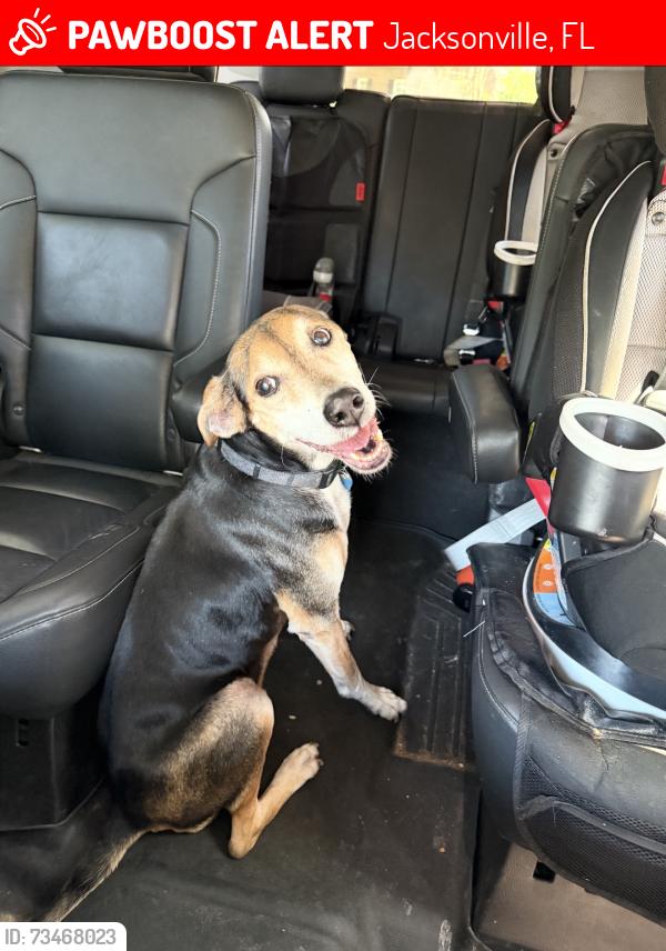 Lost Male Dog last seen San Marco, Lakewood, Miramar, Jacksonville, FL 32207