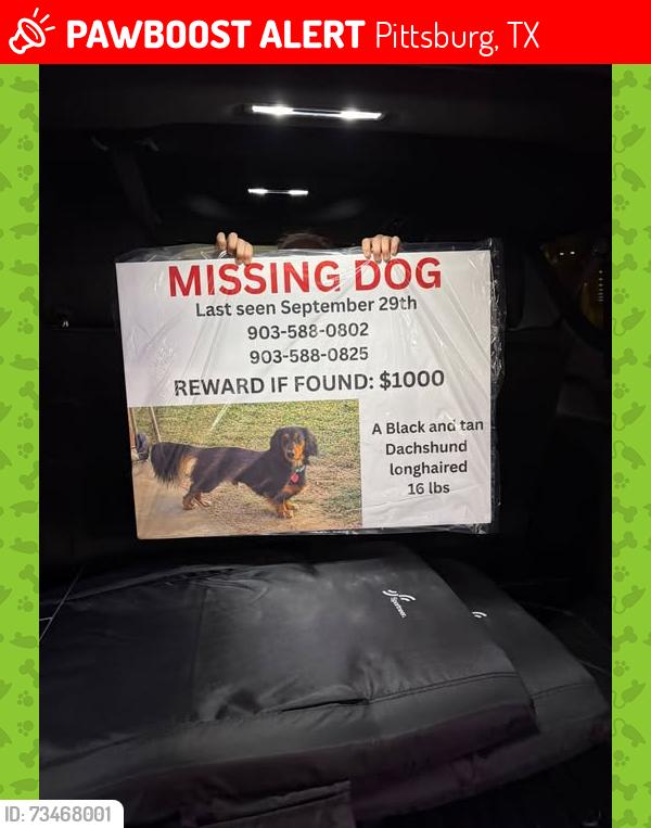 Lost Male Dog last seen EAST LOOP 179 & TRUCK ROUTE 271, Pittsburg, TX 75686