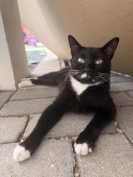 Found/Stray Unknown Cat last seen Ella and 25th, Houston, TX 77008