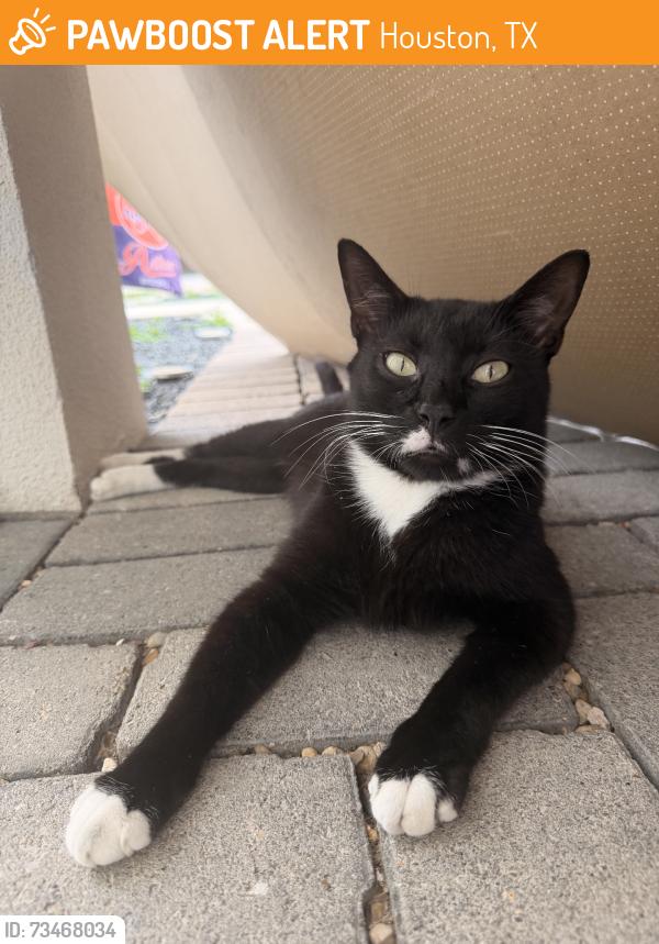 Found/Stray Unknown Cat last seen Ella and 25th, Houston, TX 77008