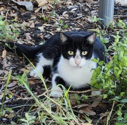 Shelter Stray Male Cat last seen Near BLOCK SAN PEDRO, 4710 TX-151, San Antonio, TX 78227, USA