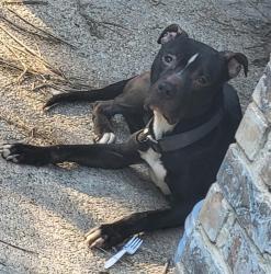 Shelter Stray Male Dog last seen GLENN RIDGE DRIVE DIAMOND APARTMENTS, 4710 TX-151, San Antonio, TX 78227, USA
