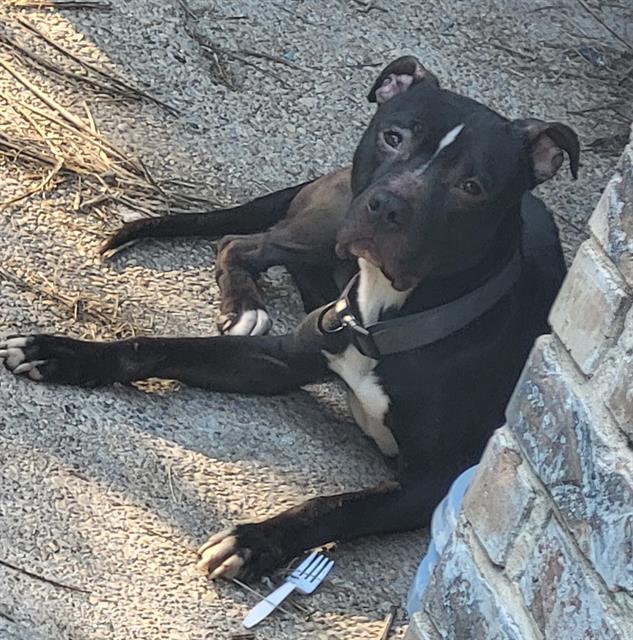 Shelter Stray Male Dog last seen GLENN RIDGE DRIVE DIAMOND APARTMENTS, 4710 TX-151, San Antonio, TX 78227, USA