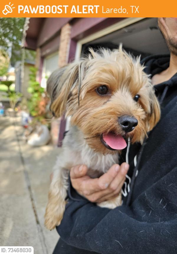 Found/Stray Male Dog last seen McPherson, Laredo, TX 78041