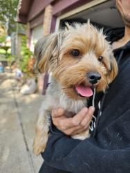Found/Stray Male Dog last seen McPherson, Laredo, TX 78041