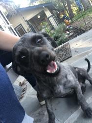Lost Male Dog last seen South Flores and also Roosevelt, San Antonio, TX 78214