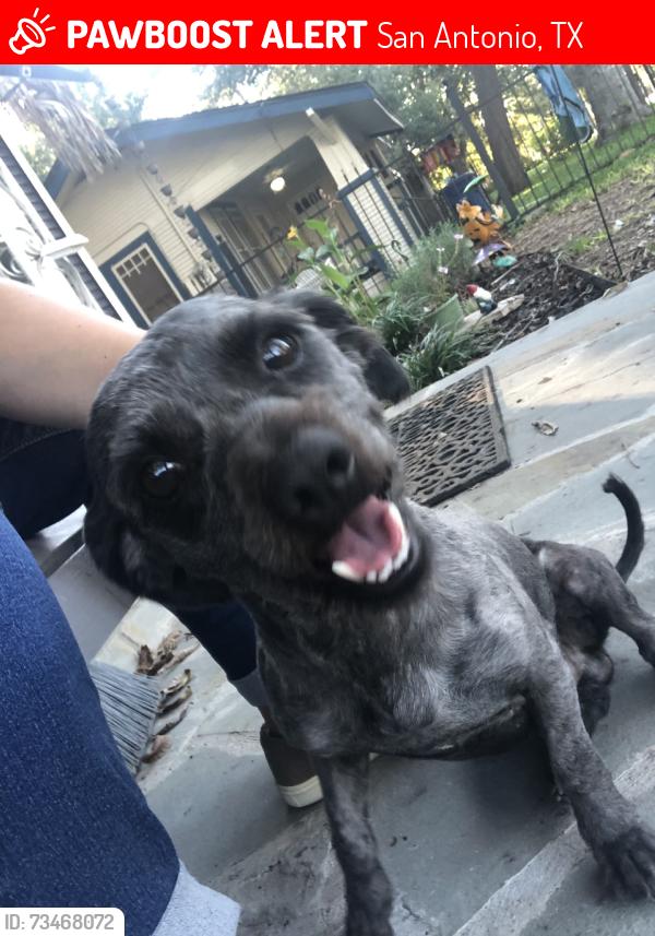 Lost Male Dog last seen South Flores and also Roosevelt, San Antonio, TX 78214