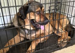 Lost Male Dog last seen Roebuck Drive, Birmingham, AL 35215