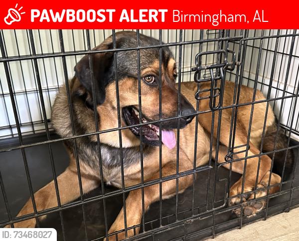 Lost Male Dog last seen Roebuck Drive, Birmingham, AL 35215