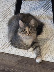 Lost Female Cat last seen Mobberly Farm, Pilot Point, TX 76258