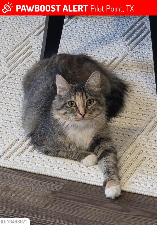 Lost Female Cat last seen Mobberly Farm, Pilot Point, TX 76258