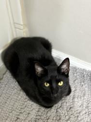 Lost Male Cat last seen Evans high school, Evans, GA 30809