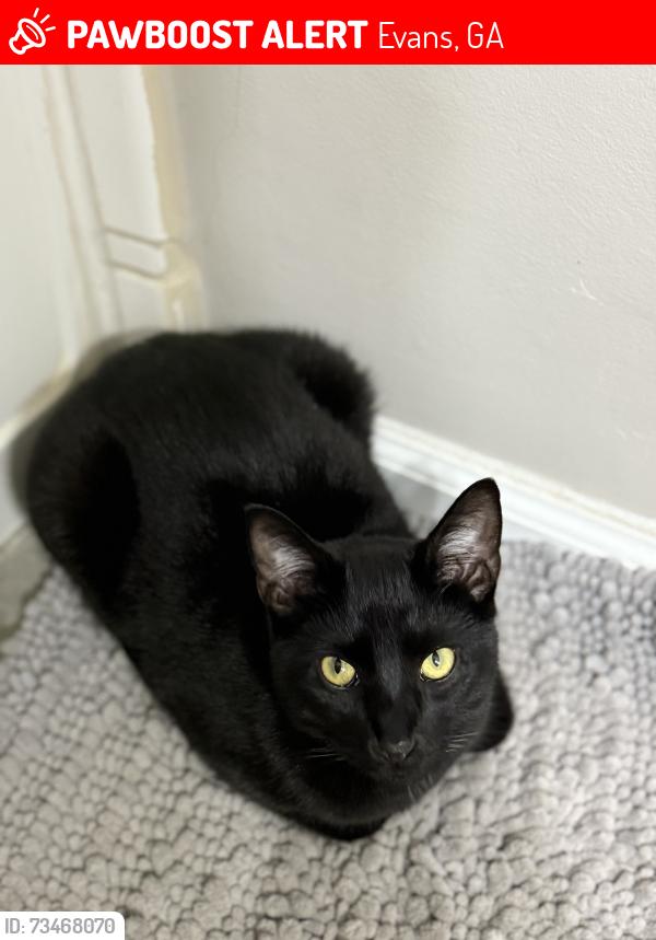 Lost Male Cat last seen Evans high school, Evans, GA 30809