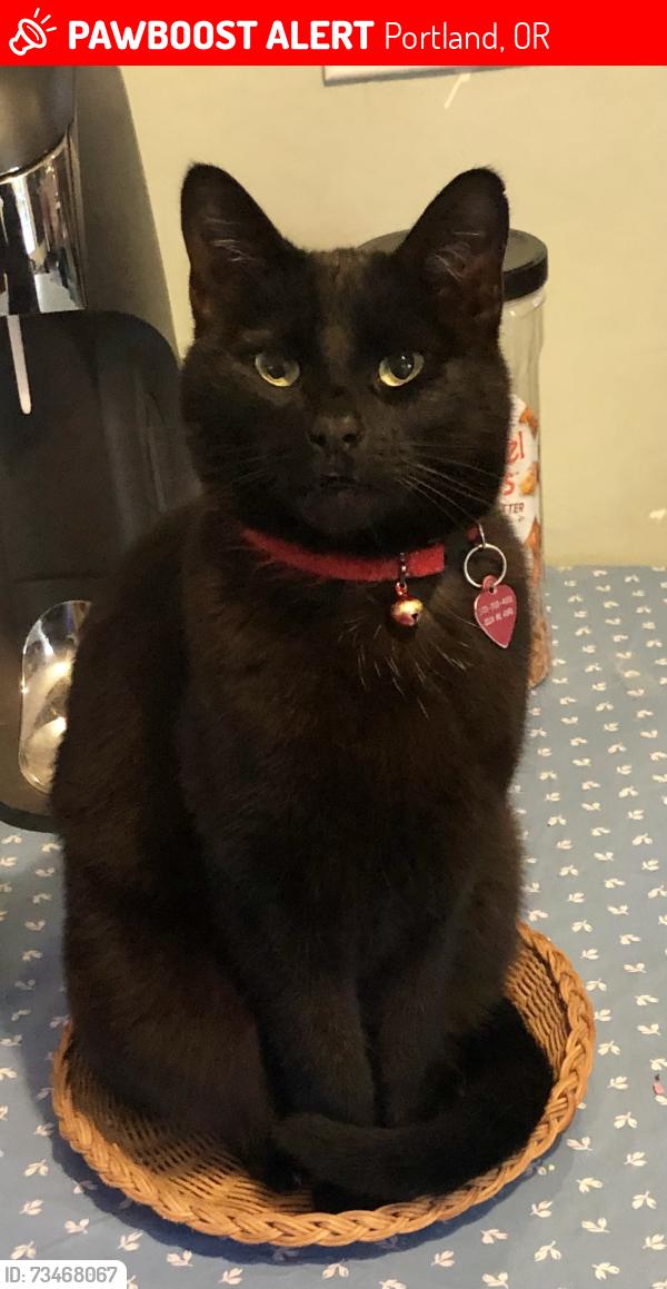 Lost Female Cat last seen NE Brazee, Portland, OR 97213