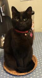 Lost Female Cat last seen NE Brazee, Portland, OR 97213