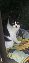 Lost Male Cat last seen West 8Ave & 67 st, Hialeah, FL 33012