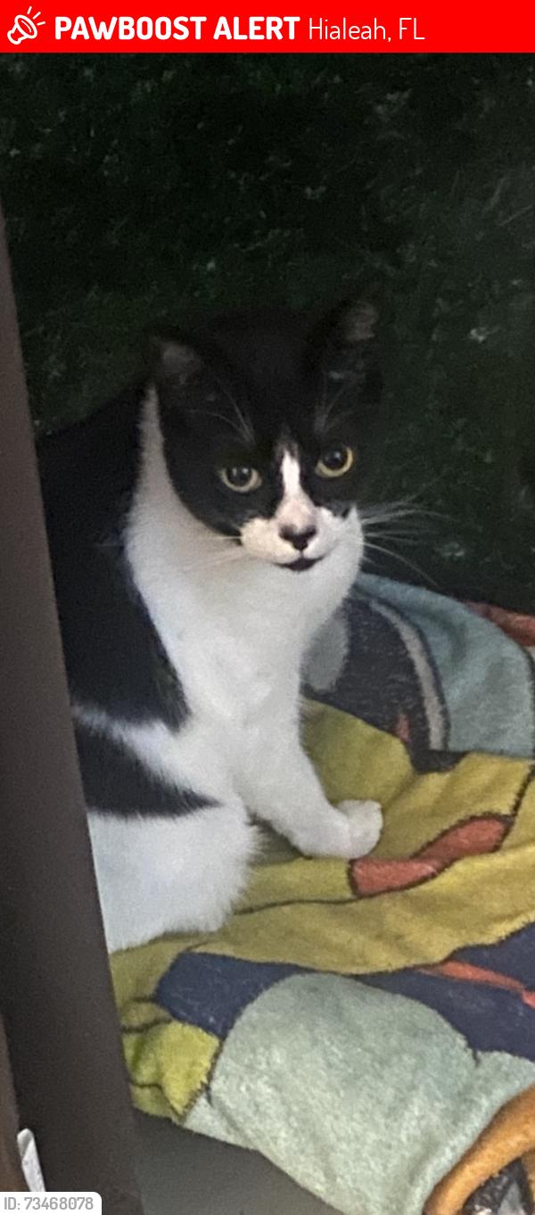 Lost Male Cat last seen West 8Ave & 67 st, Hialeah, FL 33012