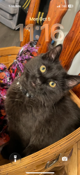 Reunited Male Cat last seen Walgrove Rd, Reisterstown, MD 21136, USA, Reisterstown, MD 21136