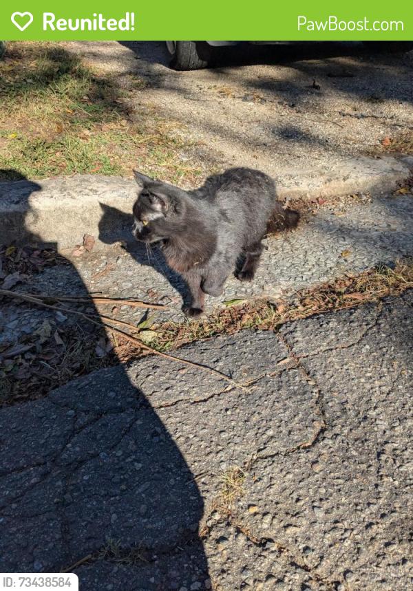 Reunited Female Cat last seen Vermont Ave., Asheville, NC 28806
