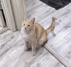 Lost Male Cat last seen Desert inn and Maryland parkway, Las Vegas, NV 89169