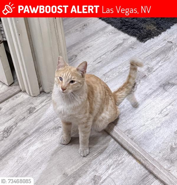 Lost Male Cat last seen Desert inn and Maryland parkway, Las Vegas, NV 89169