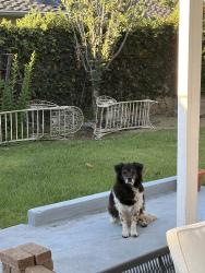 Reunited Unknown Dog last seen Scott & Whittier Blvd, Whittier, CA 90603