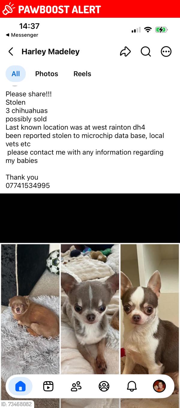 Lost Female Dog last seen The cresent, West Rainton, England 